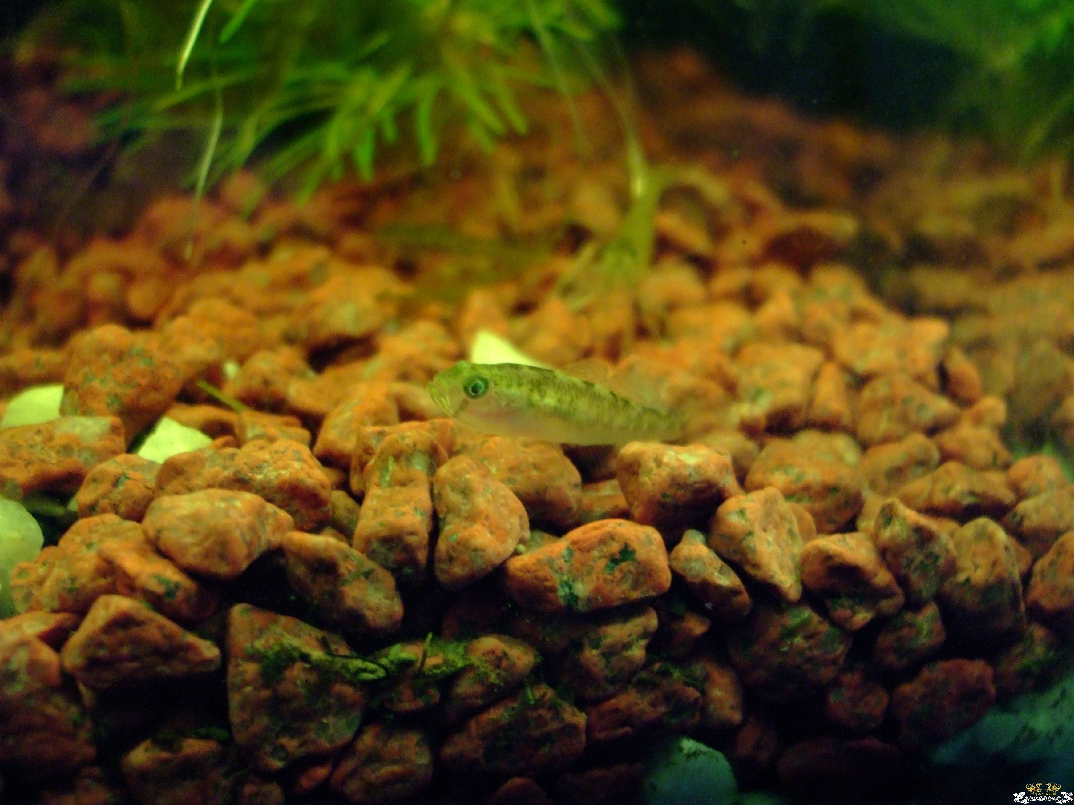 看看这是什么鱼啊？