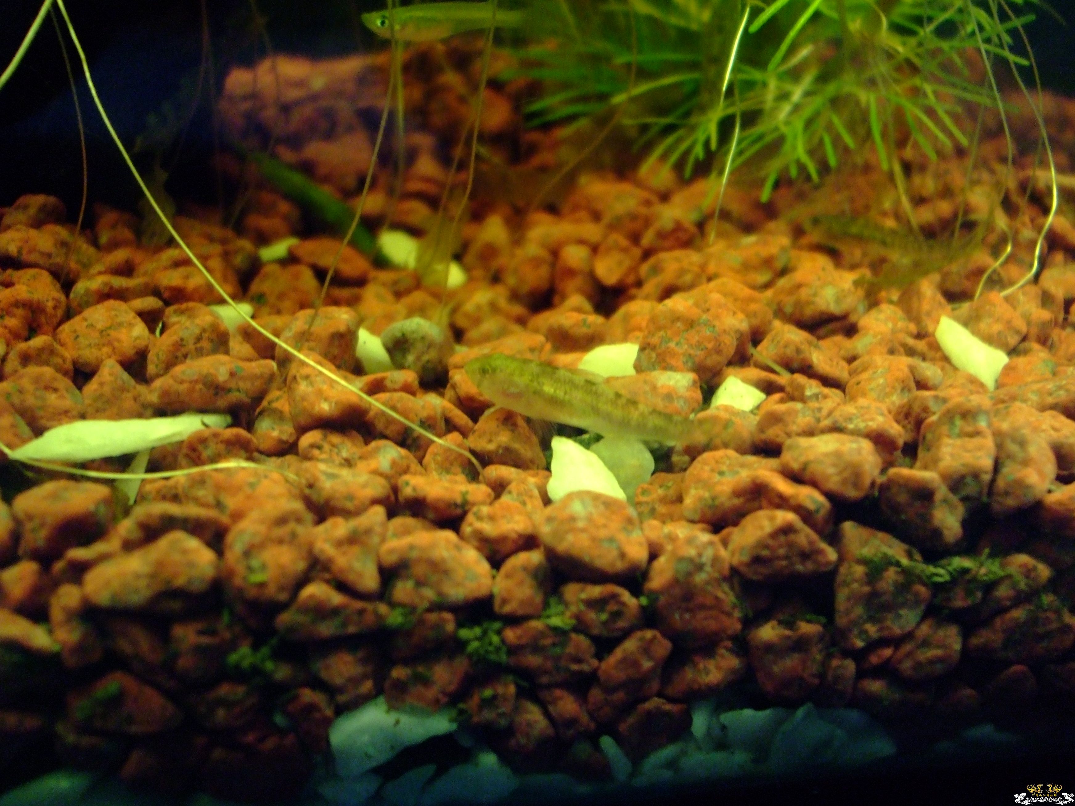 看看这是什么鱼啊？