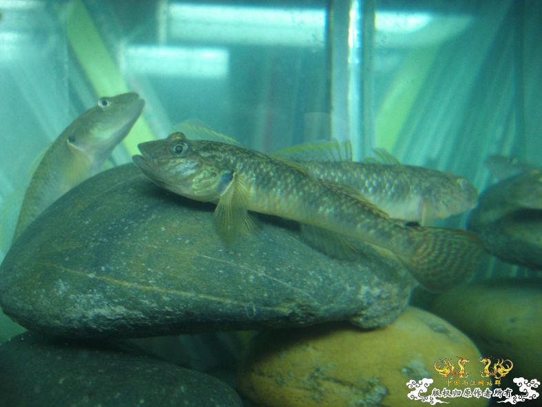 端午节的野采，帮看看是什么虎