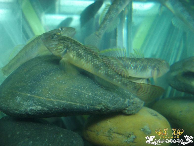 端午节的野采，帮看看是什么虎