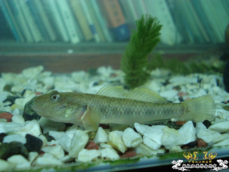 端午节的野采，帮看看是什么虎