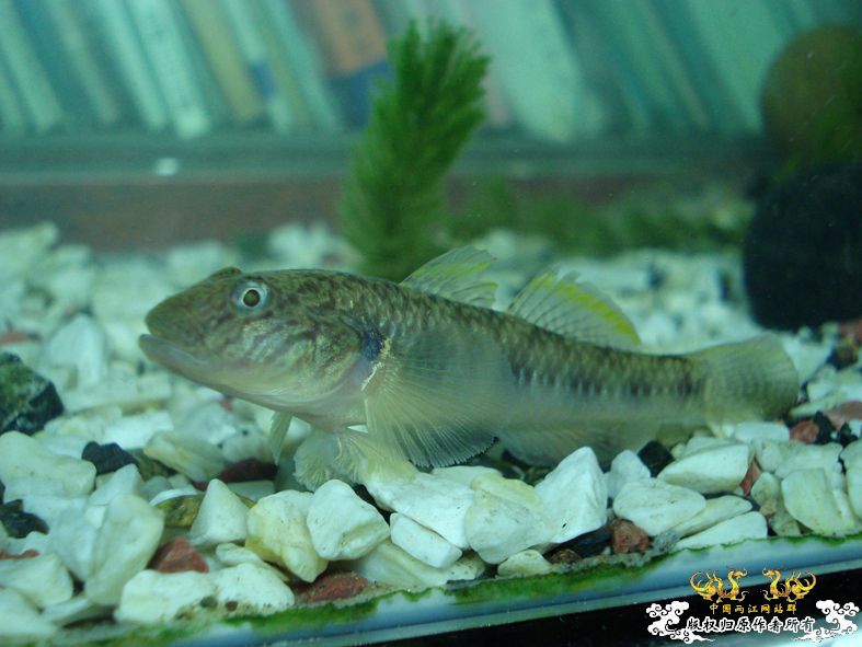 端午节的野采，帮看看是什么虎