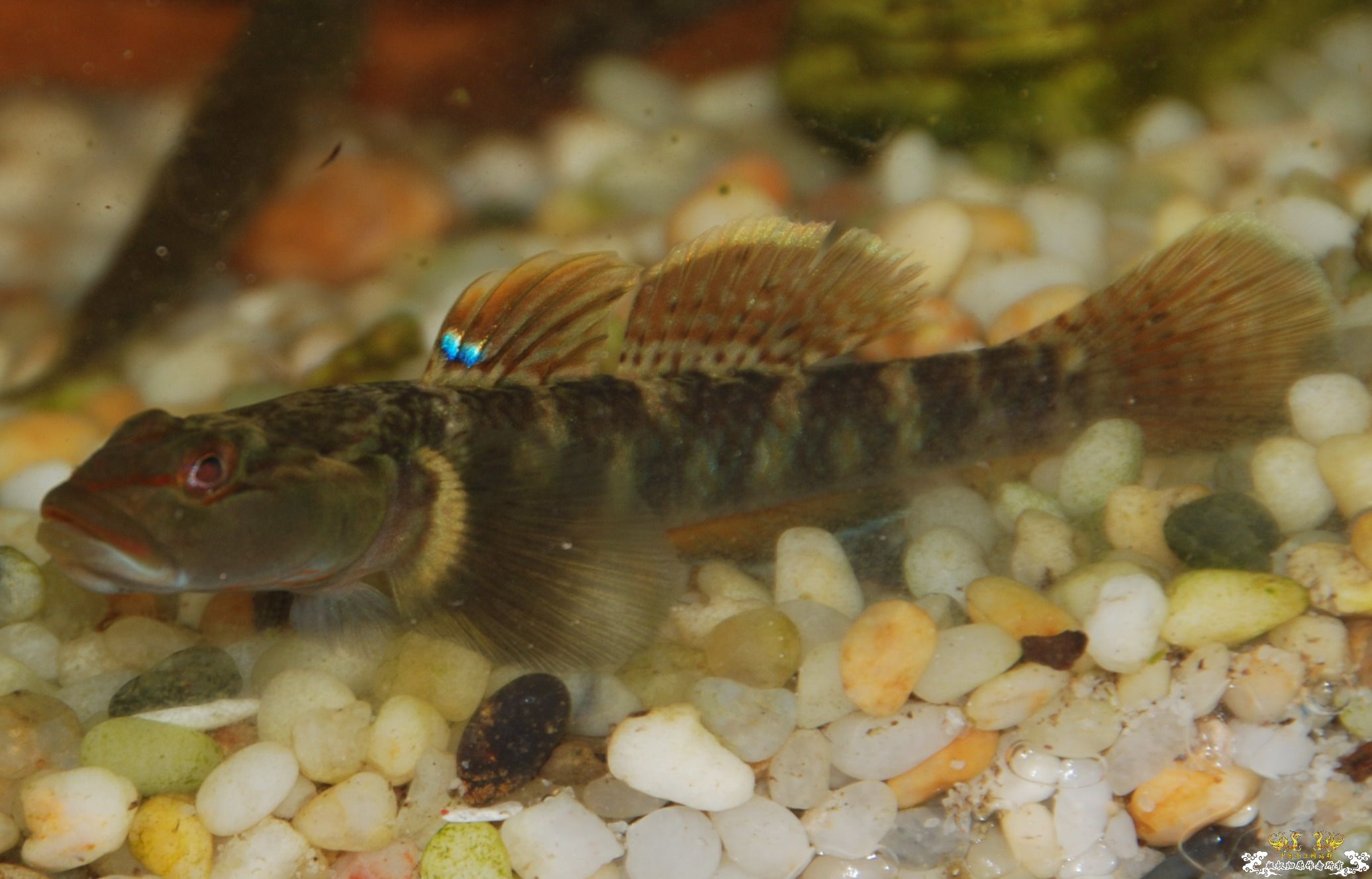 这两哥们是李氏吗？