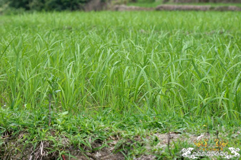 [重大发现]五一广州从化j野采之旅(香港黑叉/麦氏拟腹吸鳅)