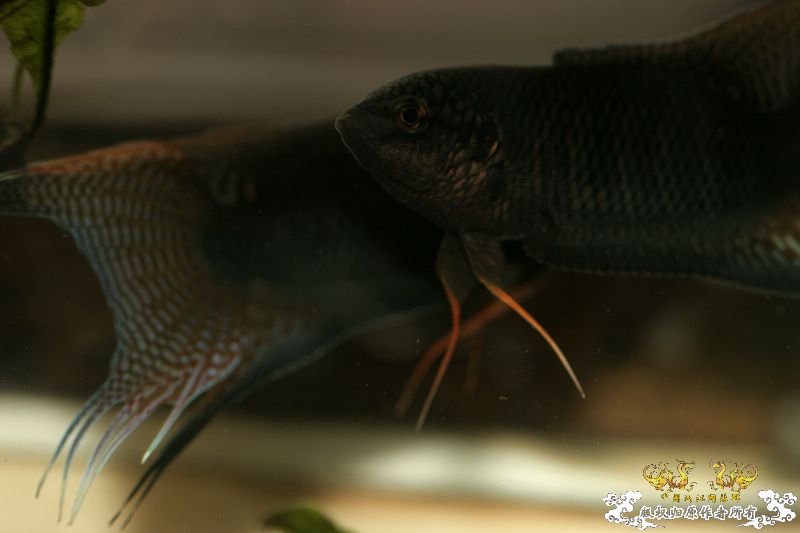 [重大发现]五一广州从化j野采之旅(香港黑叉/麦氏拟腹吸鳅)