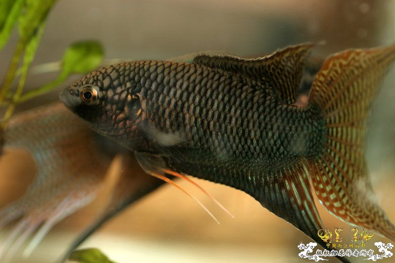 [重大发现]五一广州从化j野采之旅(香港黑叉/麦氏拟腹吸鳅)