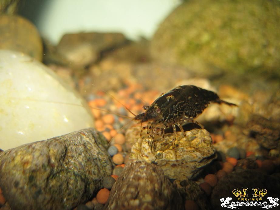 寻宁波原生朋友（另外扔点草虾缸的图）