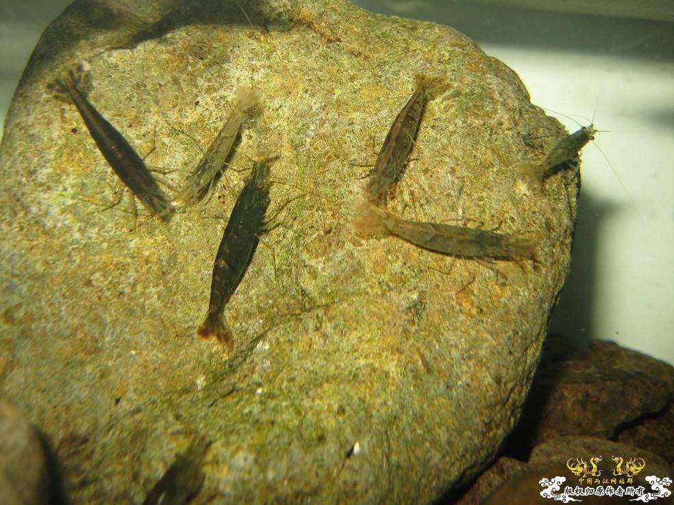 寻宁波原生朋友（另外扔点草虾缸的图）