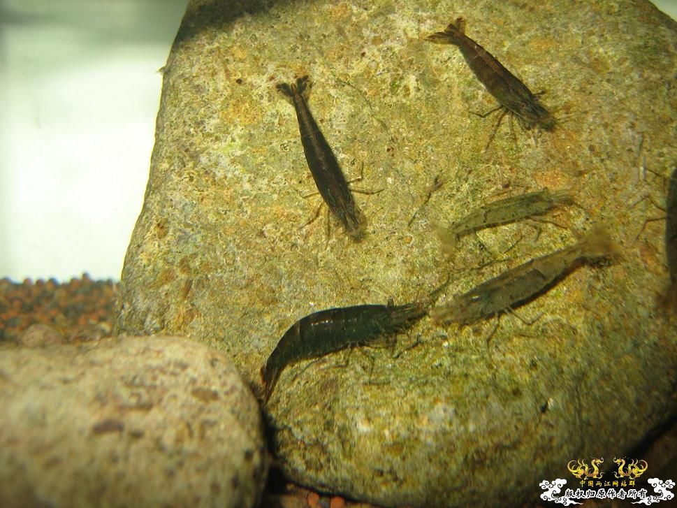 寻宁波原生朋友（另外扔点草虾缸的图）