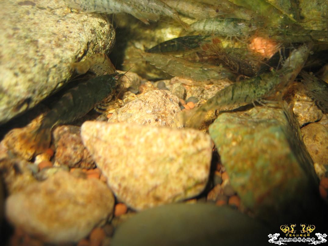 寻宁波原生朋友（另外扔点草虾缸的图）