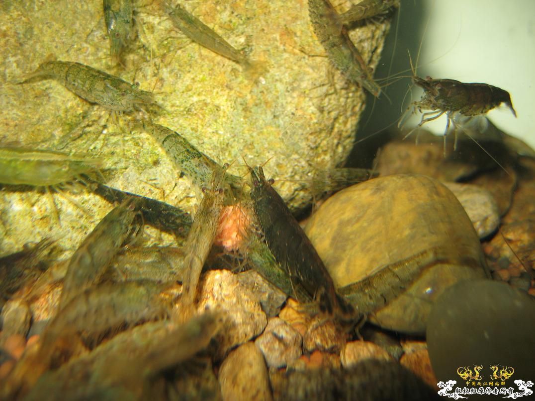 寻宁波原生朋友（另外扔点草虾缸的图）