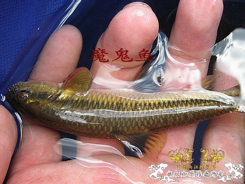 发色平口(鱼句)