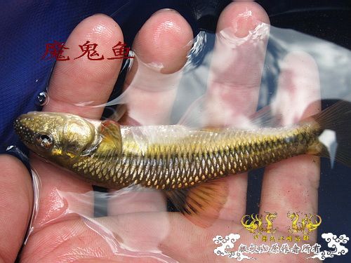 发色平口(鱼句)