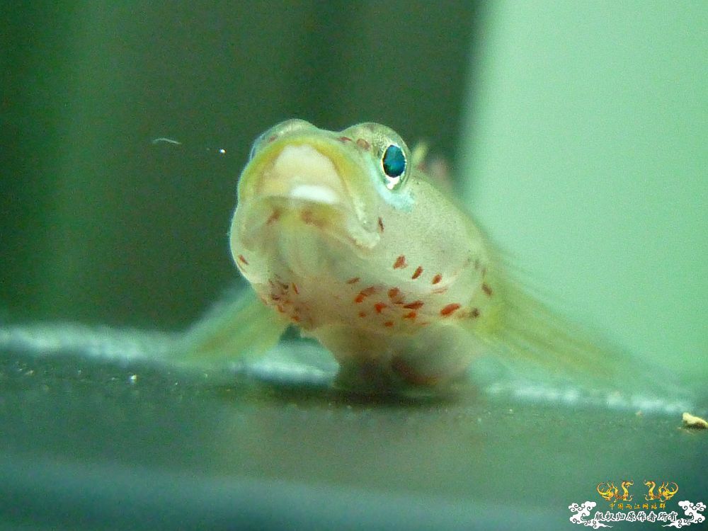 海南吻虾虎
