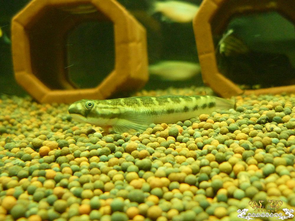 海南吻虾虎