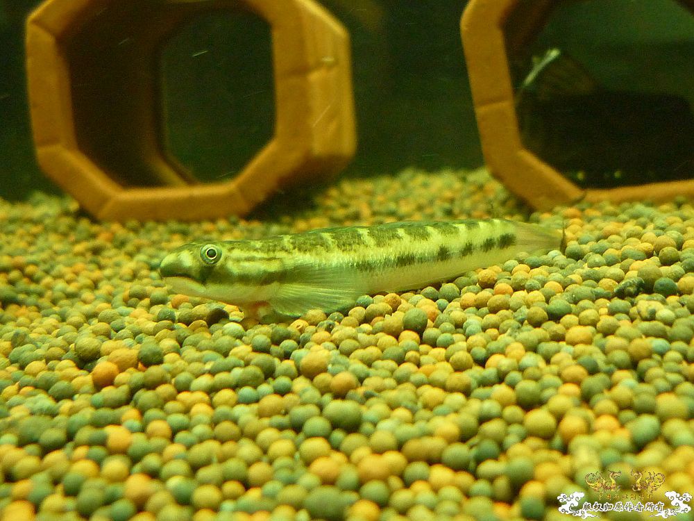 海南吻虾虎