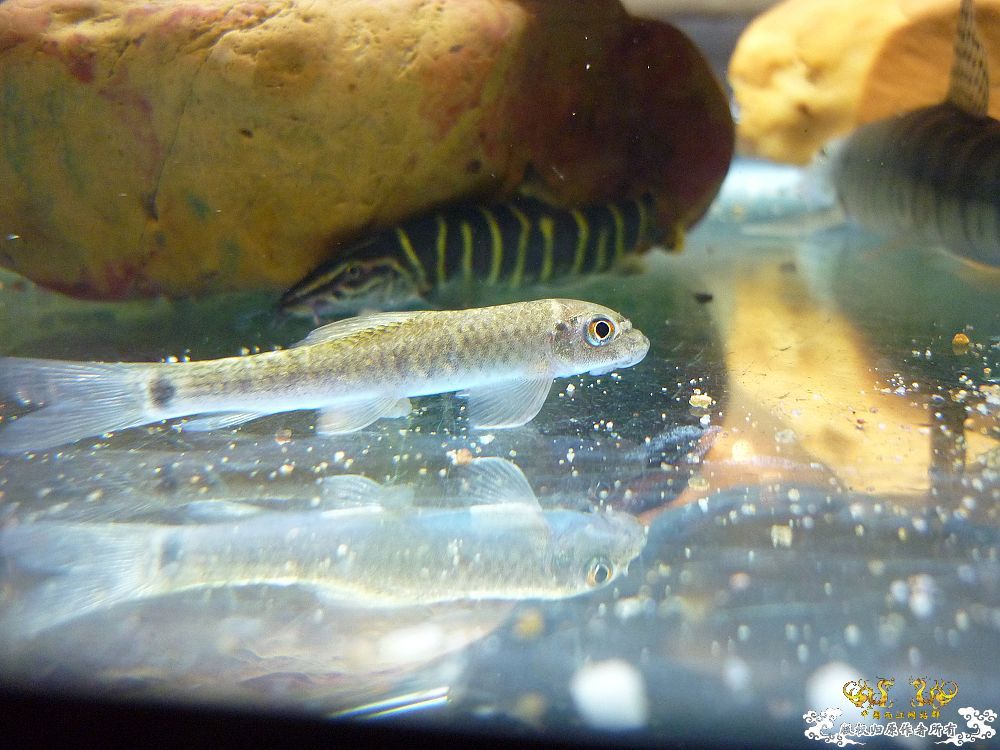 海南吻虾虎