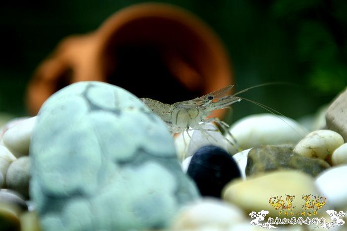 贵州发现珍稀洞穴鱼类新种-巨须金线鲃