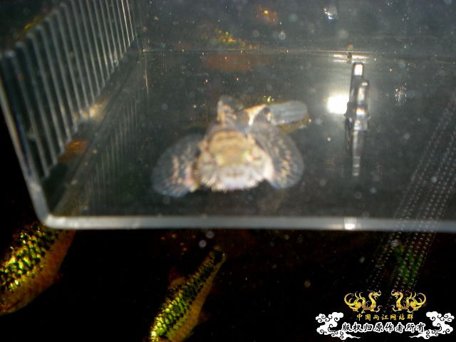 求名：海水虾虎（可以汽水）