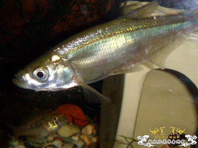 [原创]家有翘嘴