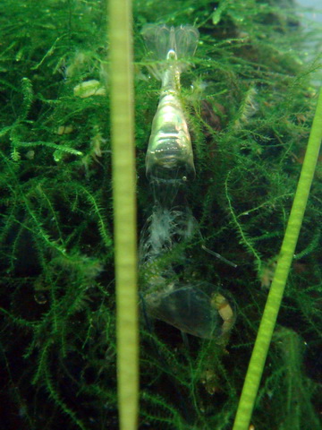 [原创]关键词：虾、螺、草