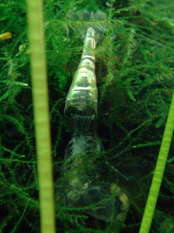 [原创]关键词：虾、螺、草