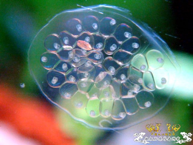 [原创]关键词：虾、螺、草