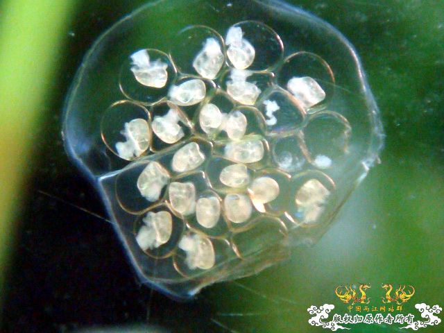 [原创]关键词：虾、螺、草