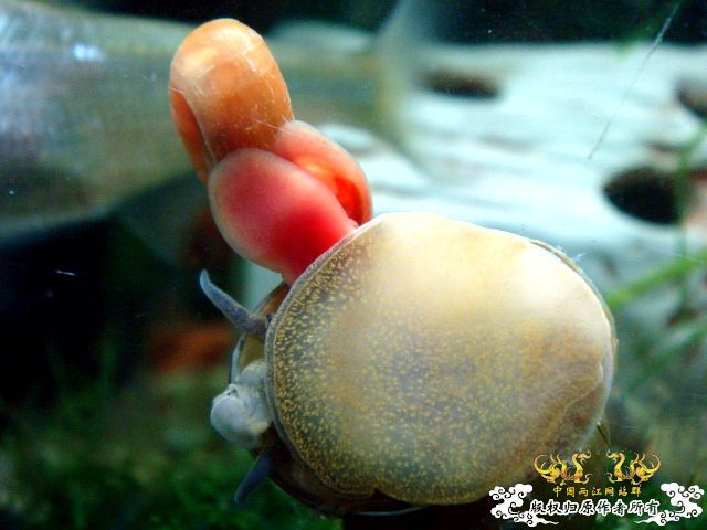 [原创]关键词：虾、螺、草