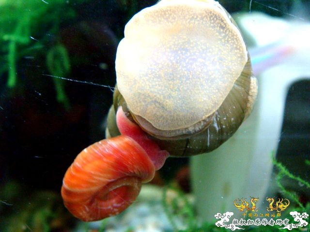 [原创]关键词：虾、螺、草