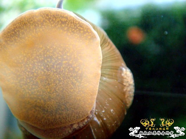 [原创]关键词：虾、螺、草