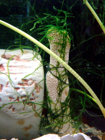 [原创]关键词：虾、螺、草