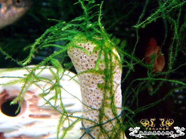 [原创]关键词：虾、螺、草