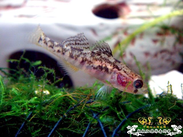 [原创]黄幼小子