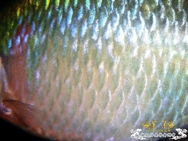 [原创]鰟鮍之惑