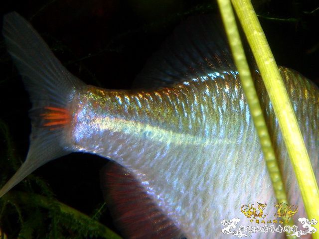 [原创]鰟鮍之惑