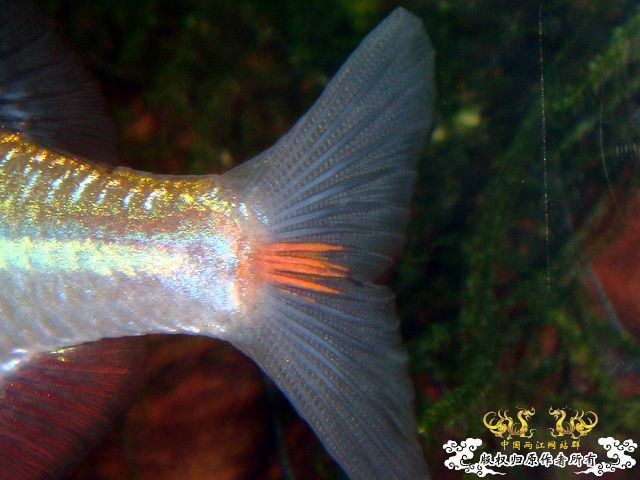 [原创]鰟鮍之惑