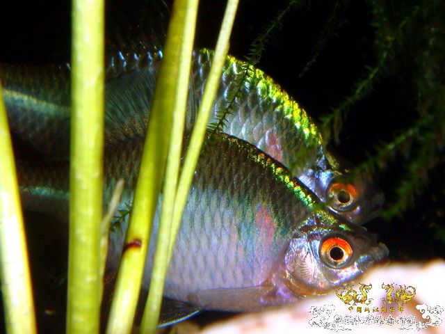 [原创]鰟鮍之惑