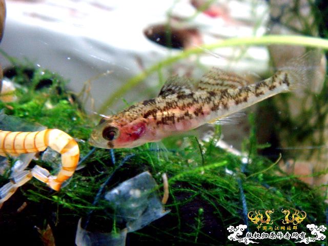 [原创]黄幼小子