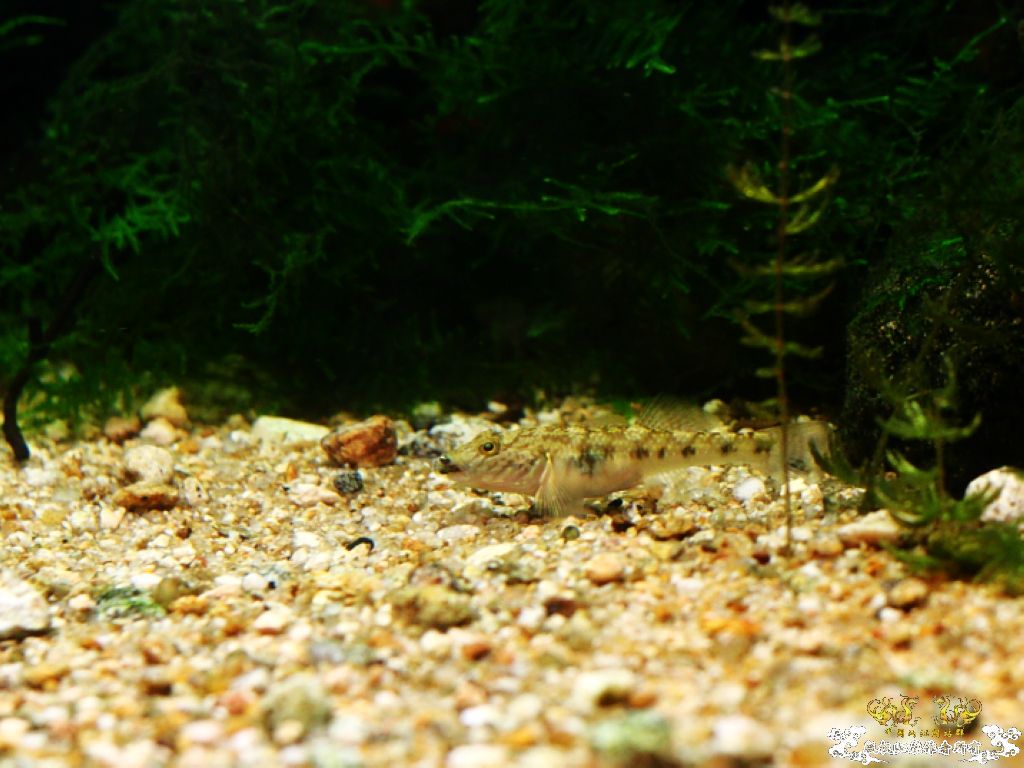 第七起凶杀案现场，目前罪犯已被正法