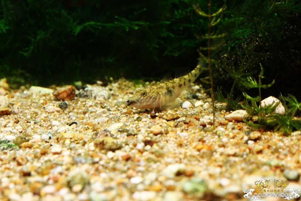 第七起凶杀案现场，目前罪犯已被正法