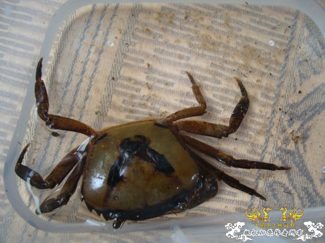 5.1三亚河野采