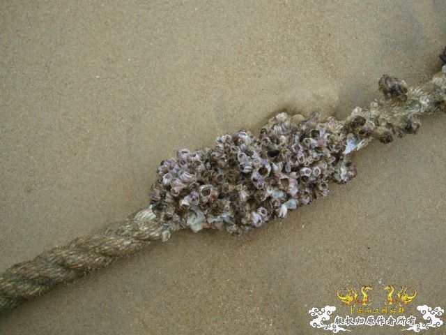 5.1三亚河野采