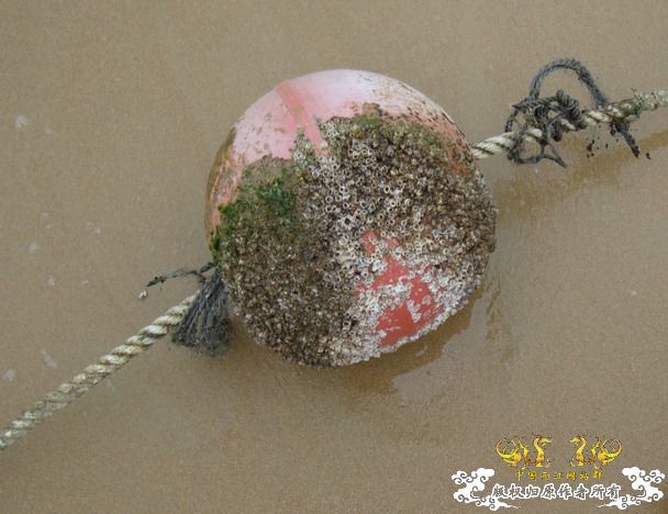 5.1三亚河野采