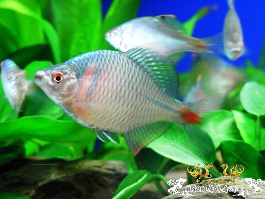 [原创]新手，整两条鱼晒晒！