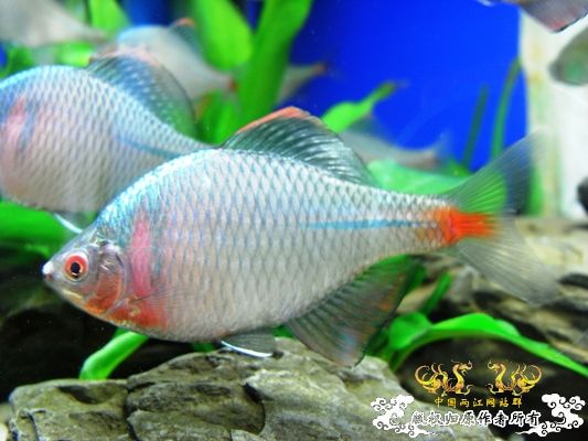 [原创]新手，整两条鱼晒晒！