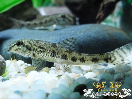 [原创]新手，整两条鱼晒晒！