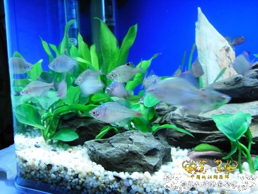 [原创]新手，整两条鱼晒晒！