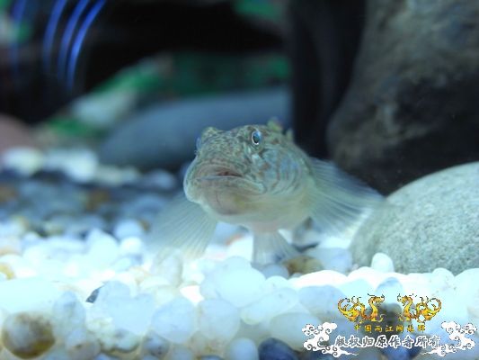 缸霸一条！