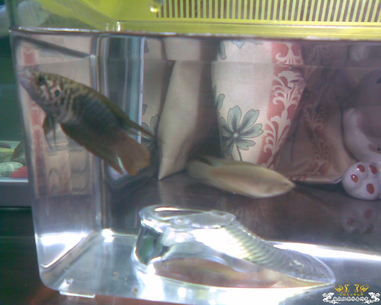 养圆尾的大大帮忙过过眼!